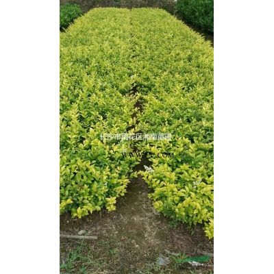 湖南造型龍柏、造型羅漢松、法國冬青、樂昌含笑、紅楓、櫻花