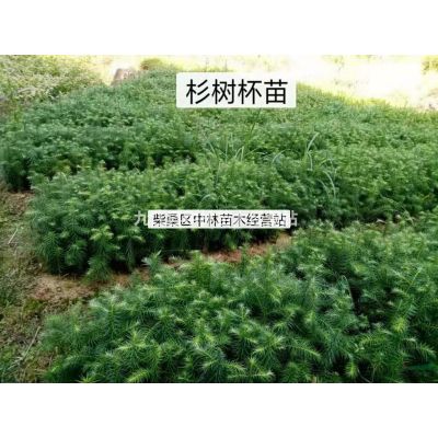 江西地區(qū)供應(yīng)10-15公分羅漢松