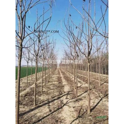 紅葉石楠球報價，河北保定紅葉石楠球，紅葉石楠球基地