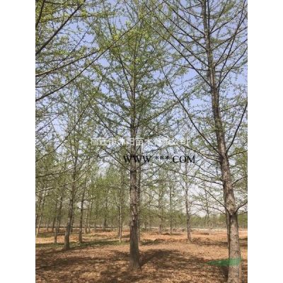 紅葉石楠價格_紅葉石楠產(chǎn)地_紅葉石楠綠化苗木苗圃基地