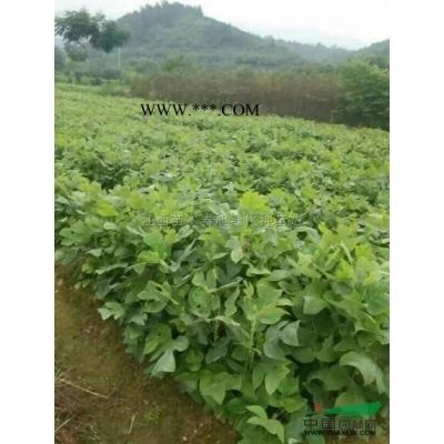 江西樂昌含笑信息