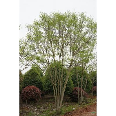 紅葉石楠柱 浙江紅葉石楠柱行情報價/紅葉石楠柱 浙江紅葉石楠柱圖片展示