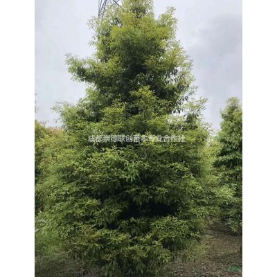 四川成都樂昌含笑基地6-20公分低價格樹形好一手貨源