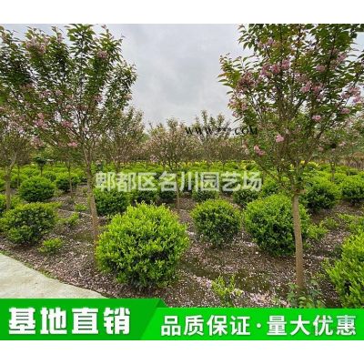 成都矮棕竹種植_棕竹批發基地_櫻櫚竹報價_竹矮價格_棕櫚竹綠籬