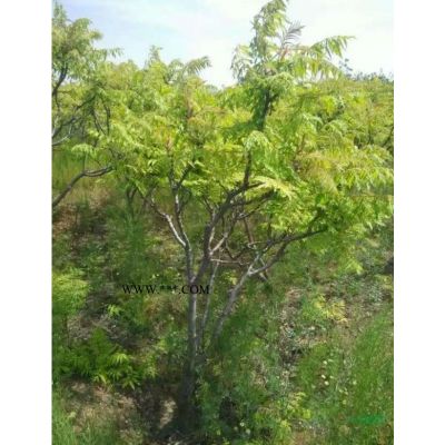 紅葉石楠球基地  低價(jià)直銷  產(chǎn)地貨源