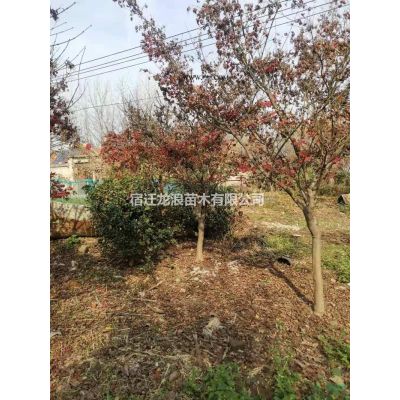 江蘇[產品]/江蘇紅葉石楠球 大小規格紅葉石楠球價格/報價