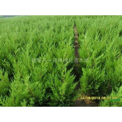 江蘇法桐批發價格圖片