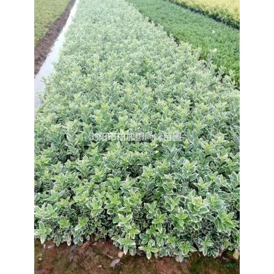 基地直銷(xiāo)紅葉石楠工程苗，紅葉石楠價(jià)格，紅葉石楠圖片