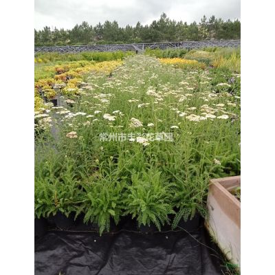 江蘇紅葉石楠球哪里好/哪家便宜