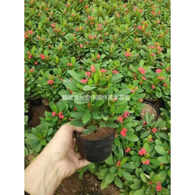 福建漳州宏偉紅葉石楠袋苗大量低價供應