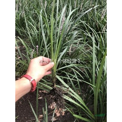 紅葉石楠大量出售.工程苗 園林綠化工程 歡迎來(lái)電詳詢。