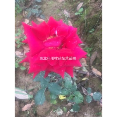 湖北欏木石楠報(bào)價(jià) 湖北胸徑30公分欏木石楠12000元價(jià)格便