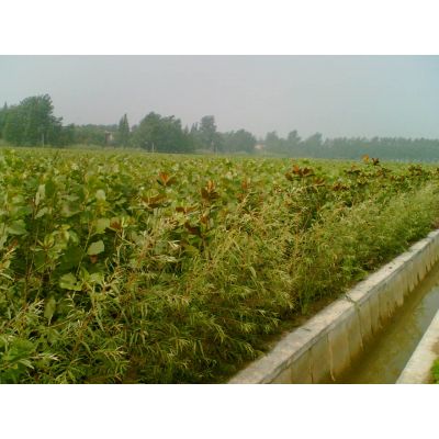 水杉、高桿女貞、垂柳、香樟、紅葉石楠