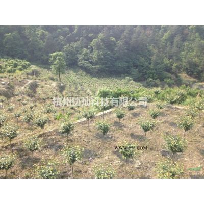 供應(yīng)香泡30公分出售和22公分出售