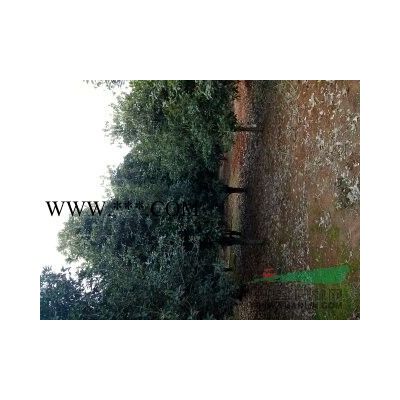 供應(yīng)桂花，樸樹，香樟，欒樹，馬褂木，羅漢松