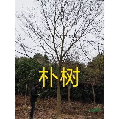 大量供應6-8-10-12-15公分重陽木，無患，香泡，香樟