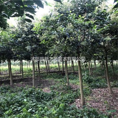 四季常青龍柏直銷--現貨批發