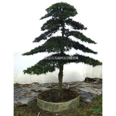 精品榆樹  造型盆景 小型盆景  景觀樹 三角楓 羅漢松