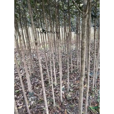 羅漢松苗 羅漢松小苗 江西贛州苗木