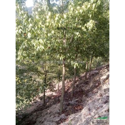 樂昌含笑價格/浙江嵊州樂昌含笑/樂昌含笑哪里有