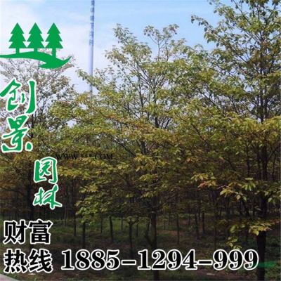 棕櫚樹 大量供應(yīng)優(yōu)質(zhì)棕櫚樹 棕櫚樹基地低價(jià)直銷 質(zhì)優(yōu)價(jià)廉