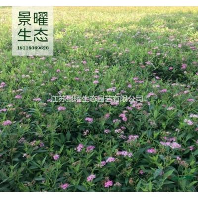 江蘇景曜生態苗木基地/供應/棕櫚/圖片/產地直銷/批發價格