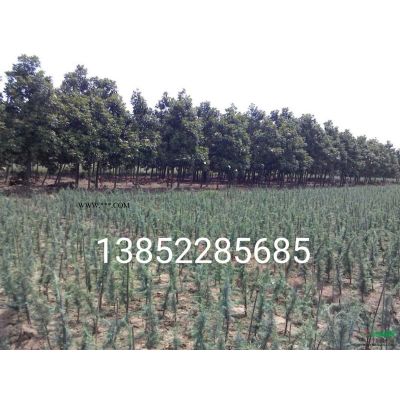 3米高棕櫚多少錢