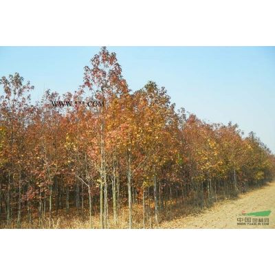 樂昌含笑價格修改