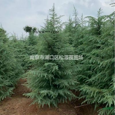 紅葉石楠、紅葉石楠球