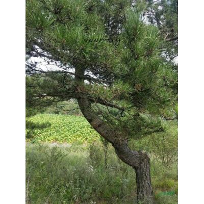 紅葉石楠苗，山西紅葉石楠價(jià)格便宜買紅葉石楠帶有山西優(yōu)質(zhì)的紅葉