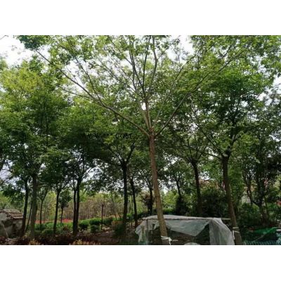 這是本基地的1.2米的紅葉石楠球 安徽1.2米石楠球價格 如