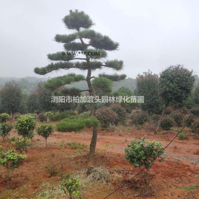 高桿紅葉石楠樹，湖南高桿樹葉石楠樹，火焰紅紅葉石楠樹球