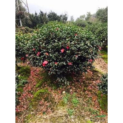 紅葉石楠球2供應(yīng)/紅葉石楠球2圖片
