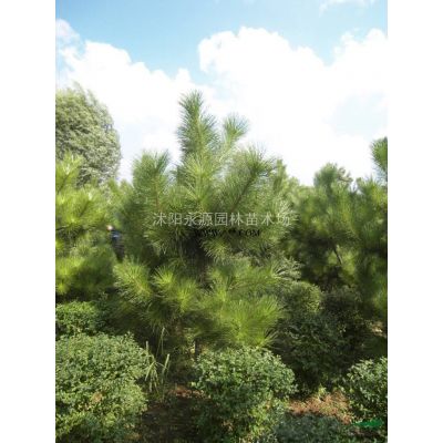 大批量供應紅葉石楠苗，紅葉石楠小苗，穴盆苗，床苗