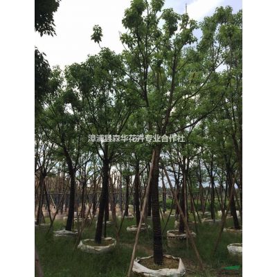 森華花卉專業批發全冠紅葉石楠球 布迪椰子