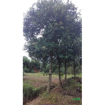 紅葉石楠價格，7公紅葉石楠價格，5公分紅葉石楠價格優惠