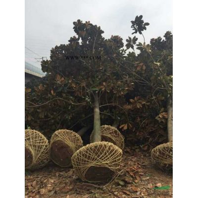 南京地區(qū)大量供應(yīng)小紅葉石楠