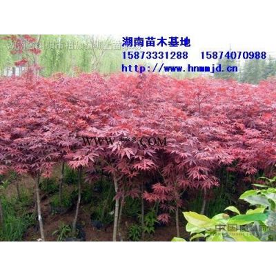 龍柏球、小龍柏、直生龍柏、湖南造型龍柏
