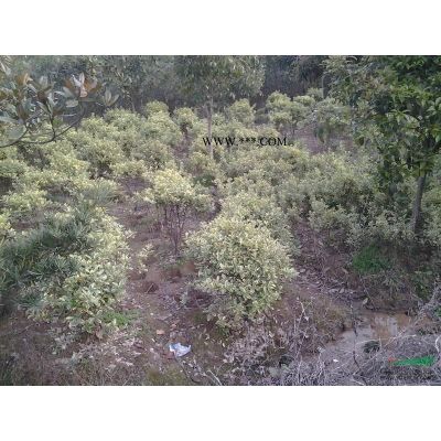 湖南精品羅漢松，造型羅漢松，羅漢松盆景，羅漢松盆景