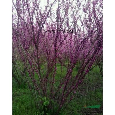 香泡，低分枝香泡，叢生香泡，郫縣香泡基地