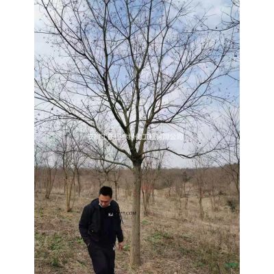 安徽龍柏 滁州龍柏 安徽龍柏特價批發/供應