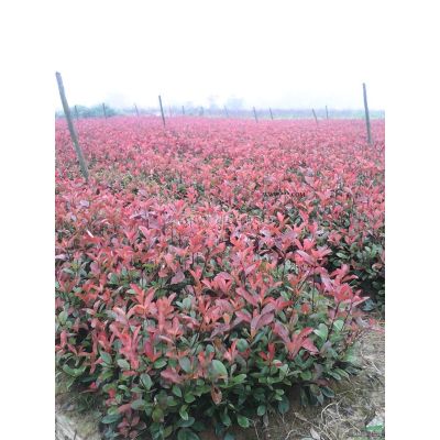 江西九江龍柏球報價/江西九江龍柏球*新信息