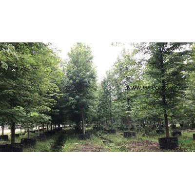 浙江香泡樹/  嵊州柚子樹/10公分柚子樹大量供應(yīng)/香泡樹價(jià)
