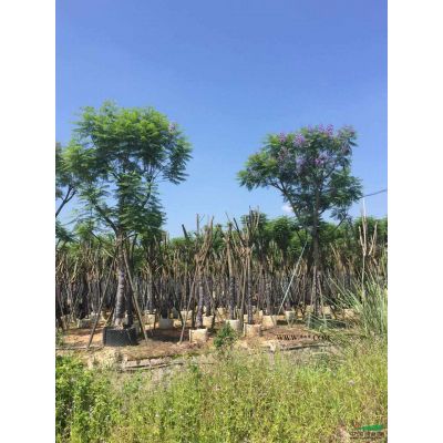 精品羅漢松盆景價格