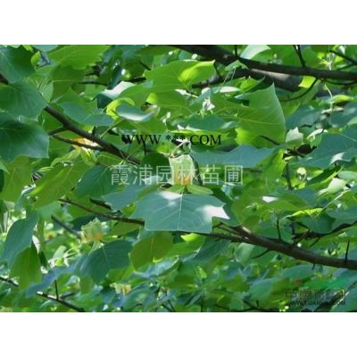 南京4米龍柏價(jià)格  江蘇4米龍柏價(jià)格