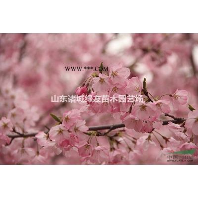 山東龍柏丨濰坊諸城青島龍柏苗丨日照龍柏價格黑松