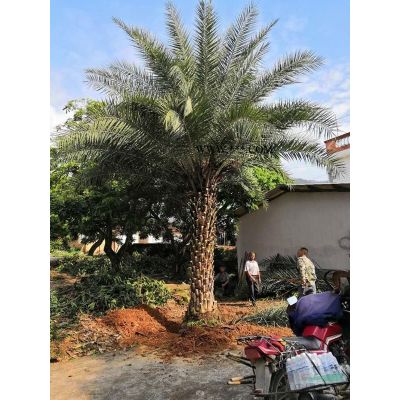 福建華棕(華盛頓棕櫚) 千畝華棕(華盛頓棕)基地農戶直接報價
