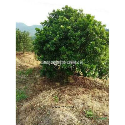 盛強園林樂昌含笑小苗批發樂昌含笑樹苗