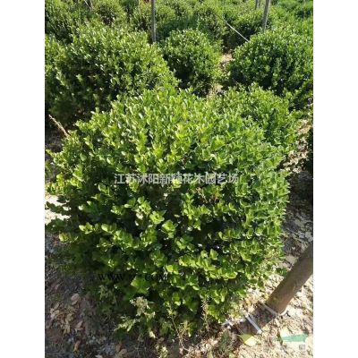 批發多花木蘭種子 即可觀賞，又可以當牧草