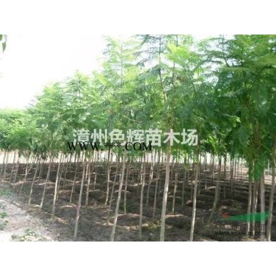 新紅葉石楠供應/新紅葉石楠圖片